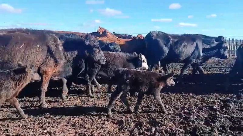 40 Vacas CUT con cría