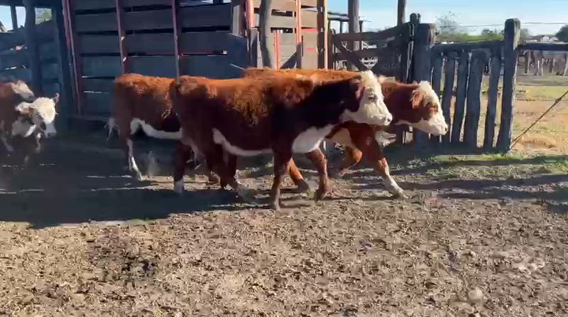 65 Terneras