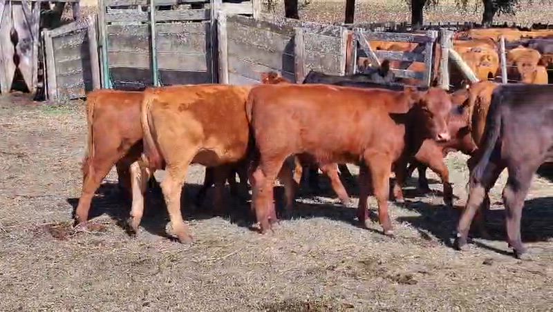 50 Vaquillonas para madre