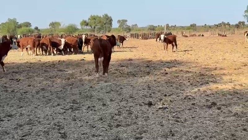 110 Terneros y Terneras