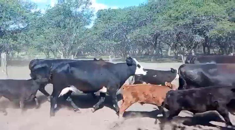 25 Vacas CUT con cría