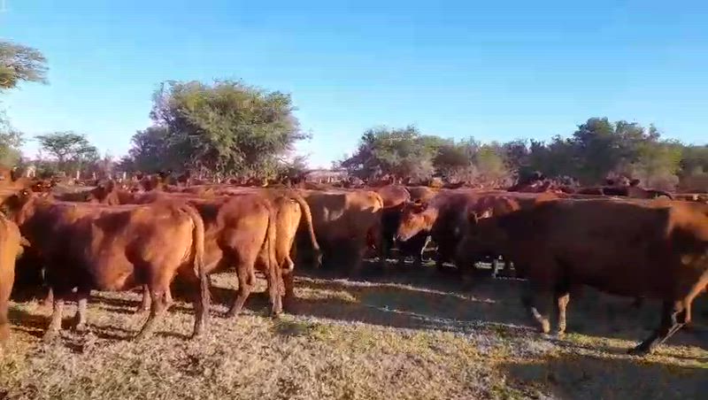 155 Vacas preñadas
