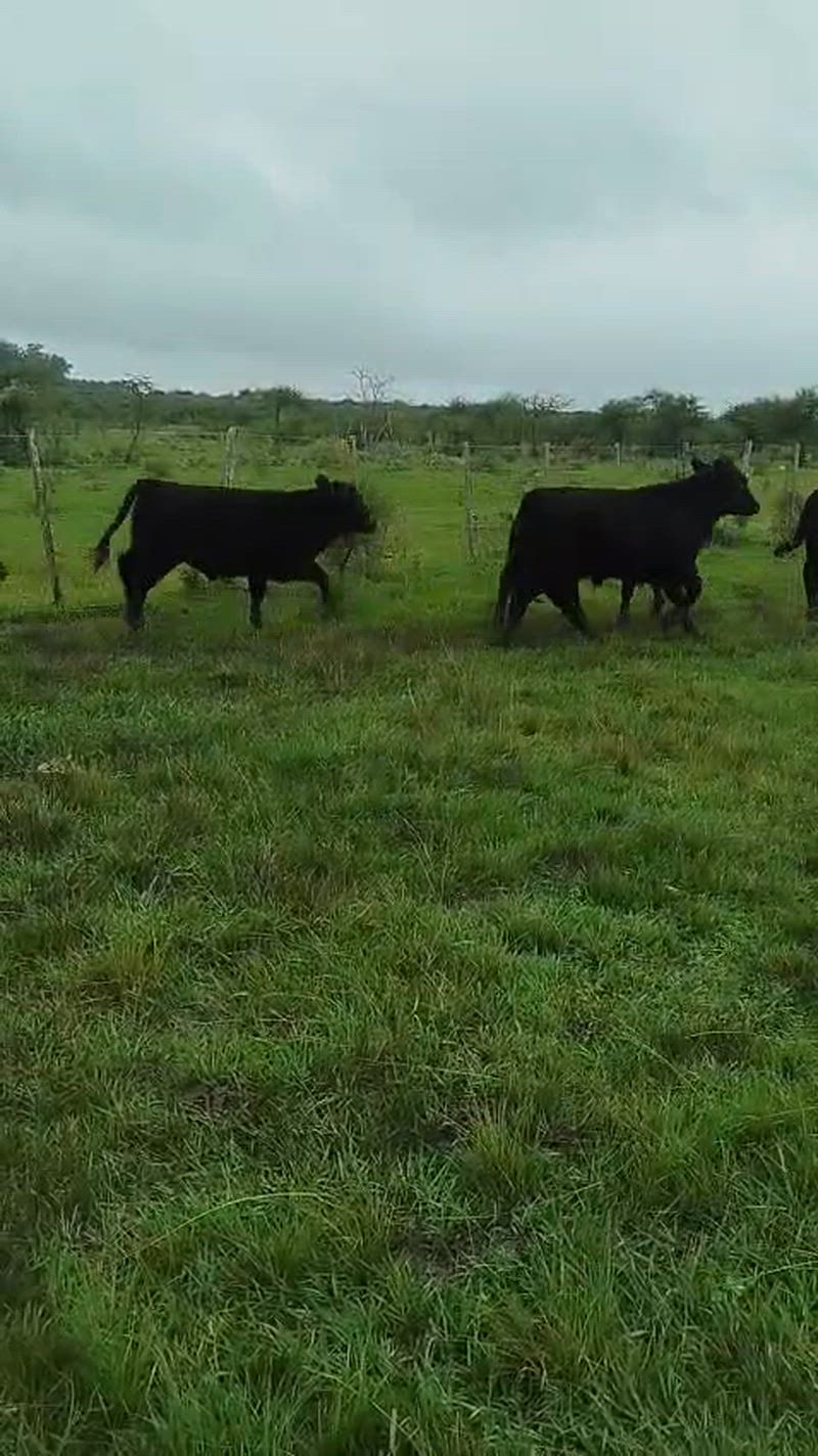 75 Terneros y Terneras