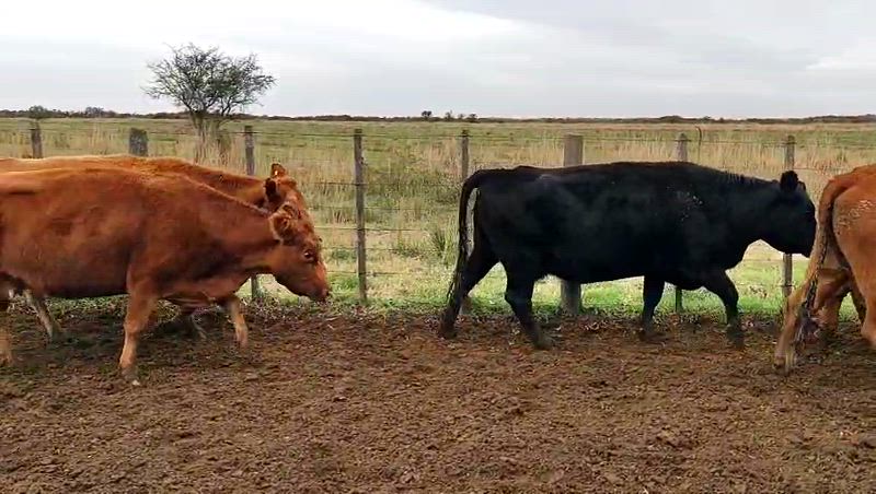 35 Vacas preñadas
