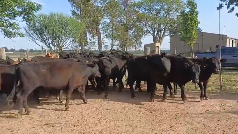 60 Vaquillonas Preñadas