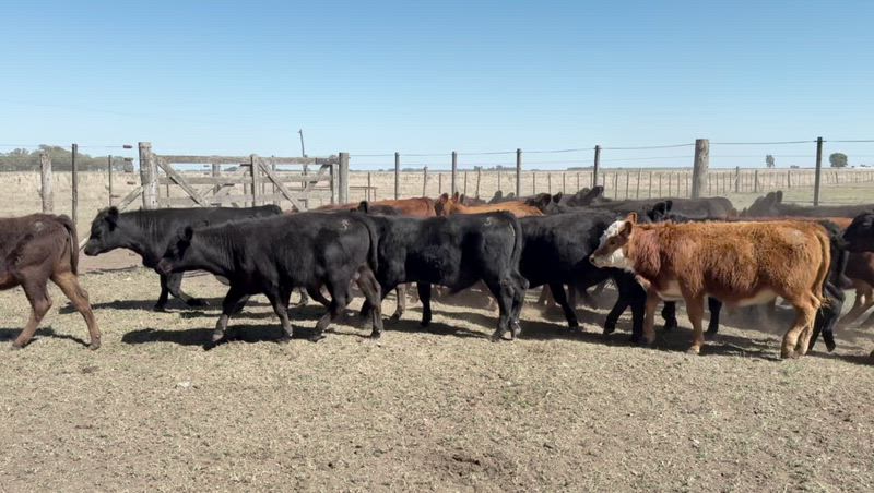 65 Terneros y Terneras