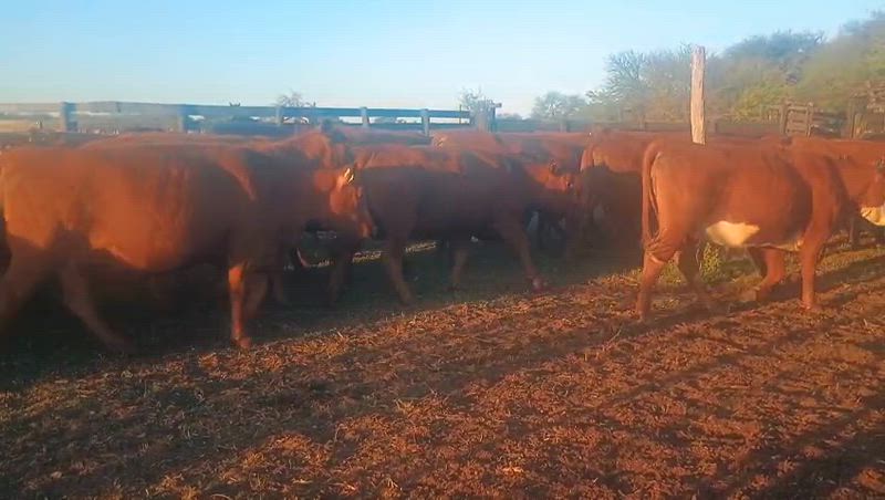 70 Vaquillonas Preñadas