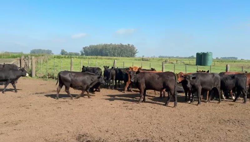 30 Vaquillonas Preñadas