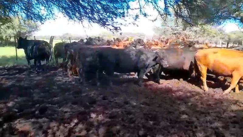 35 Vacas preñadas