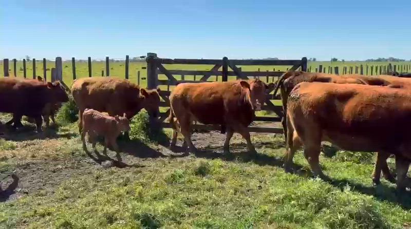 40 Vacas con cría
