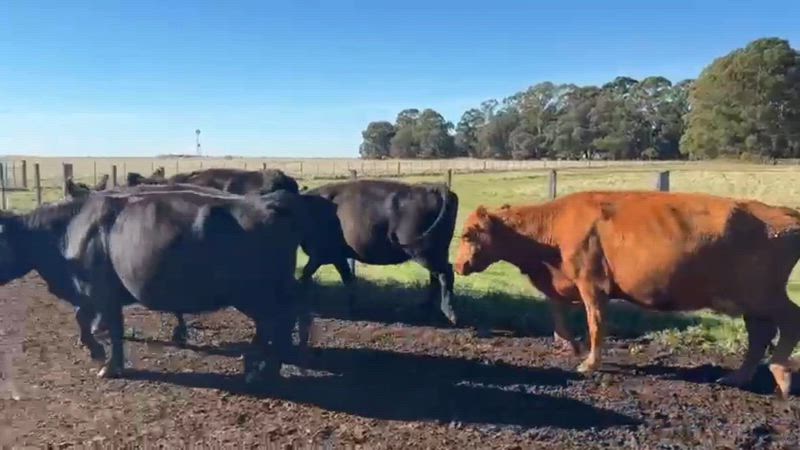 75 Vacas CUT Preñadas
