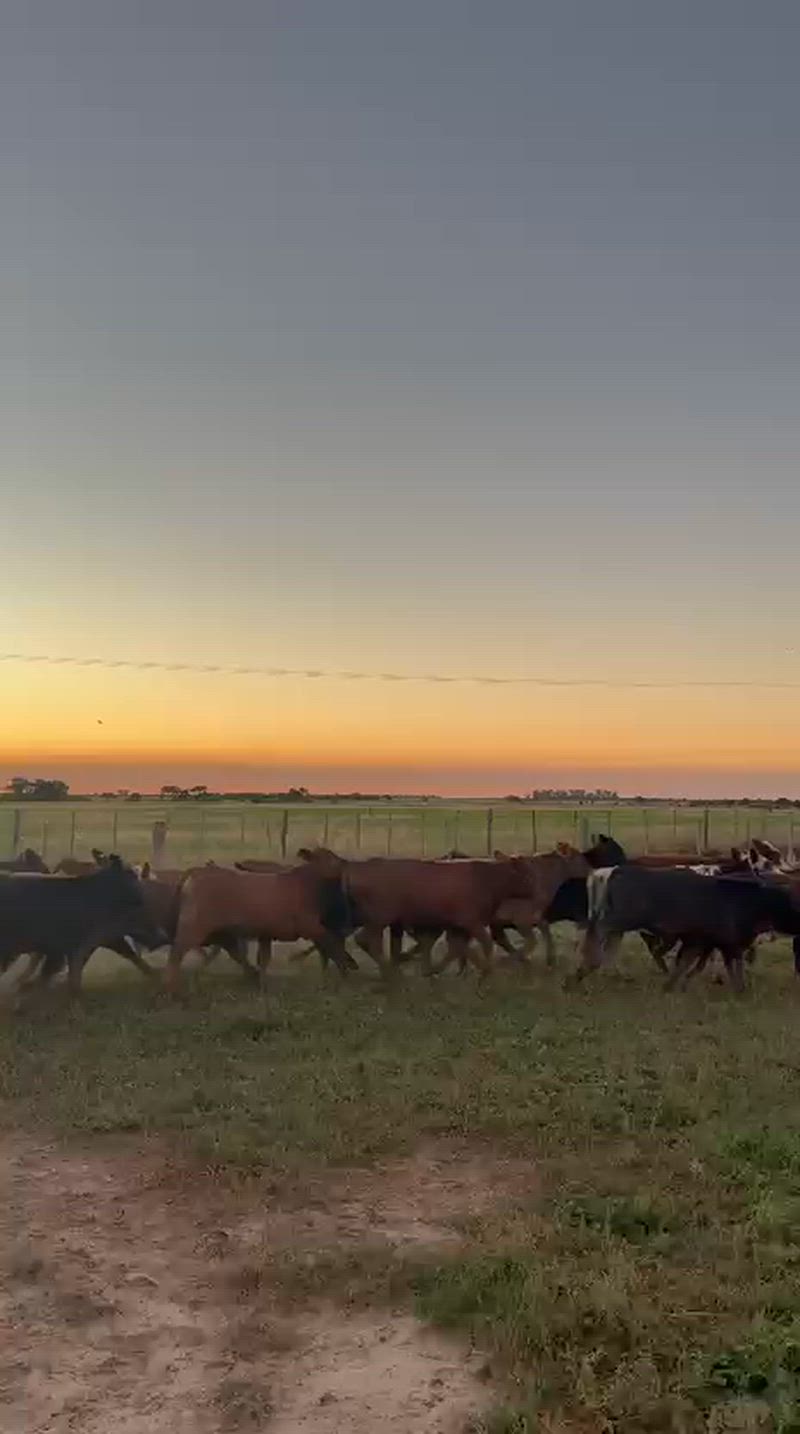 70 Terneros y Terneras