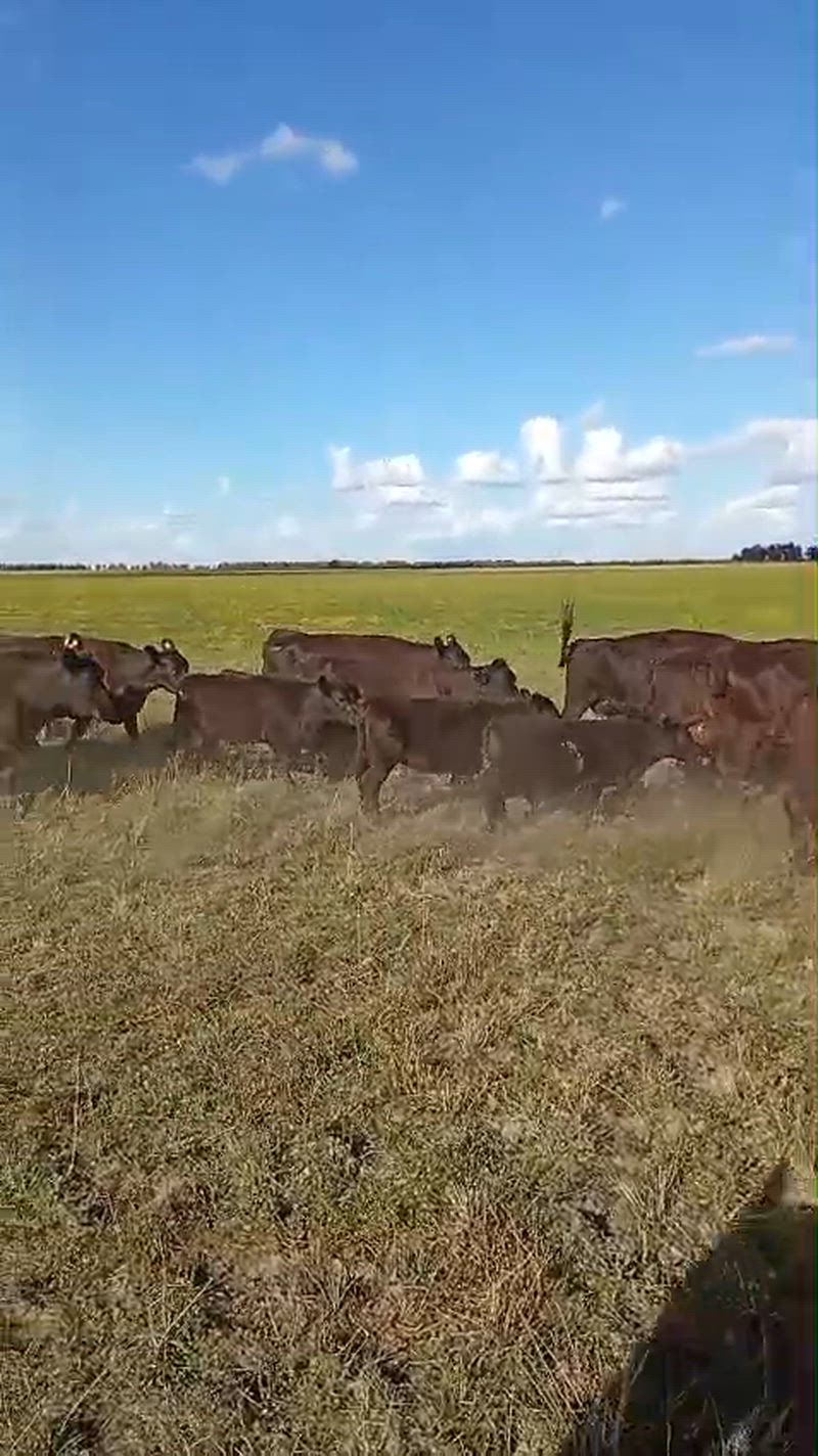 140 Vacas preñadas