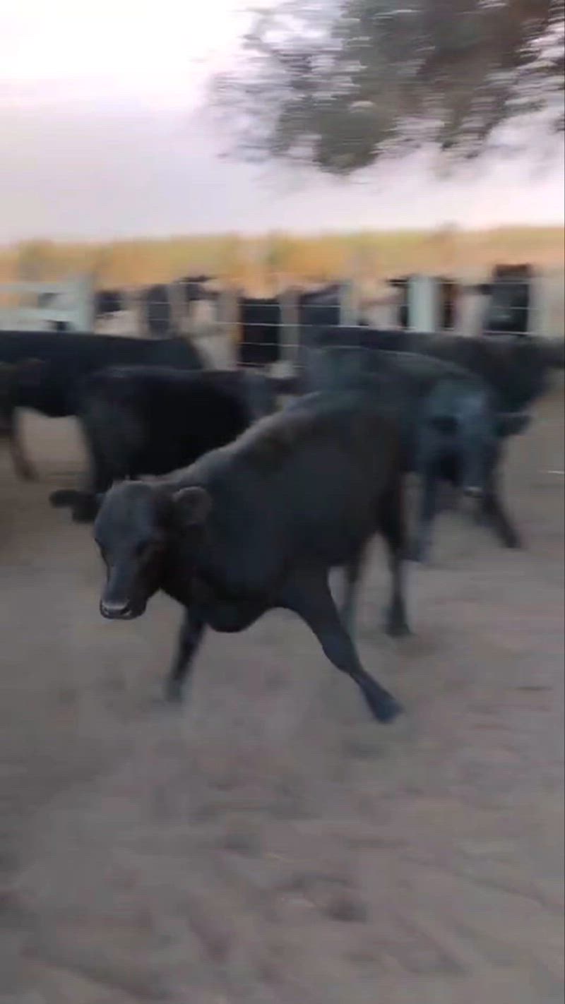 170 Terneros y Terneras