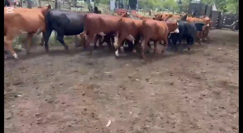 70 Terneros y Terneras