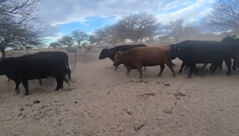 80 Vacas preñadas