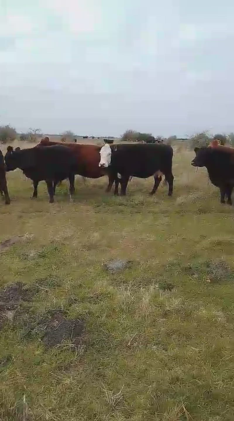 25 Vacas preñadas