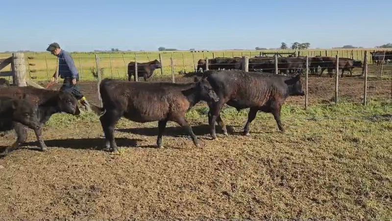 95 Terneros y Terneras