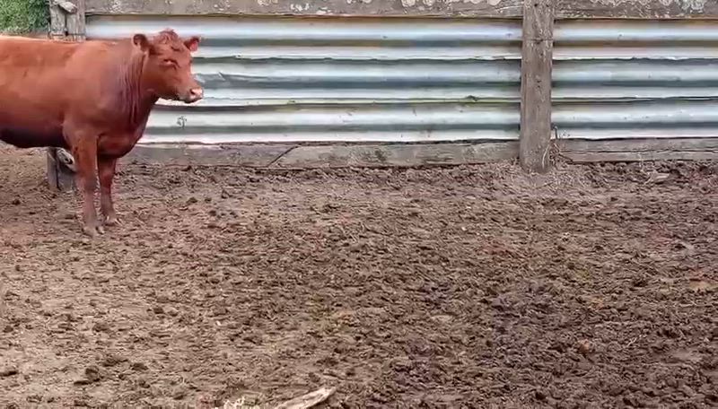 100 Vaquillonas Preñadas