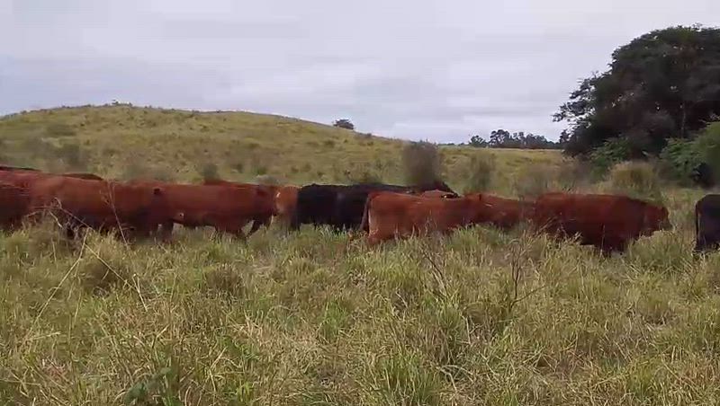 75 Vacas preñadas