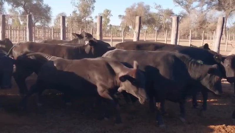 60 Vacas preñadas