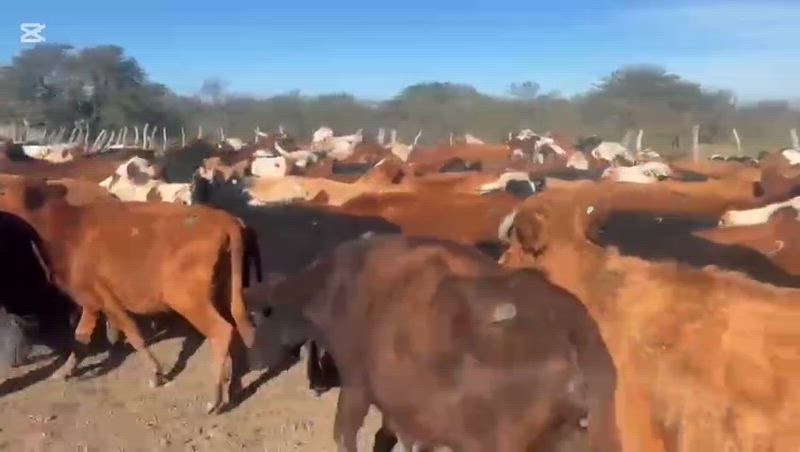 120 Vacas de invernada