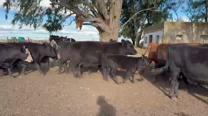 20 Vacas con cría