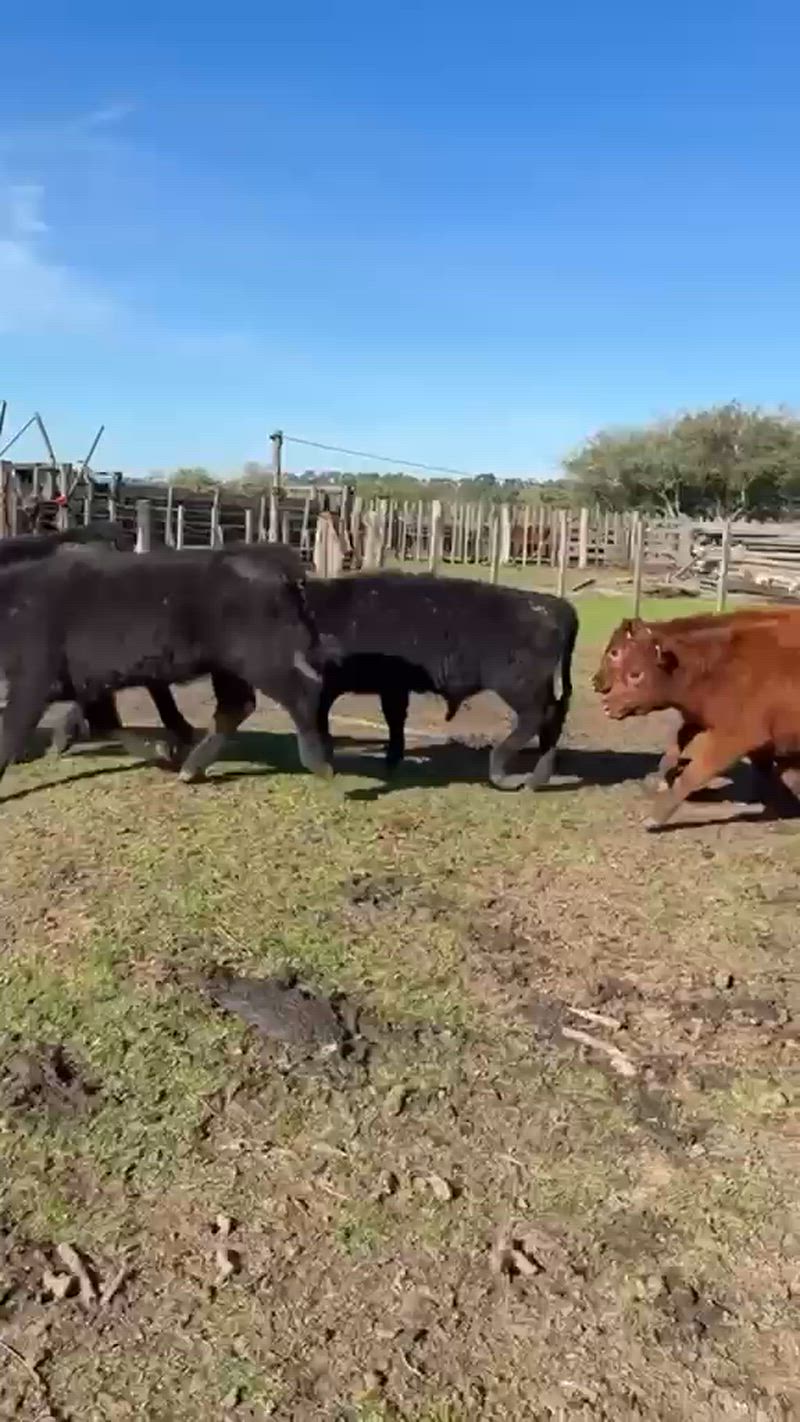 65 Terneros y Terneras