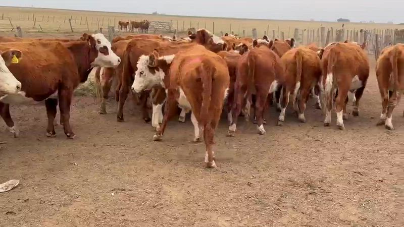 25 Vacas preñadas