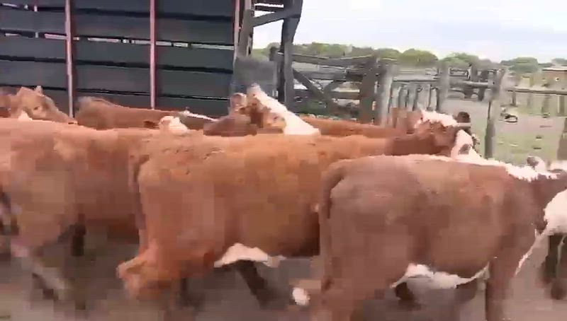 60 Terneras