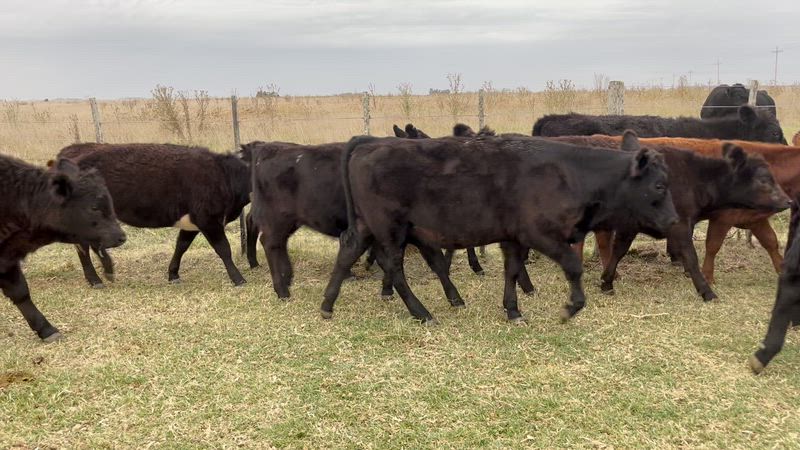 65 Terneros y Terneras