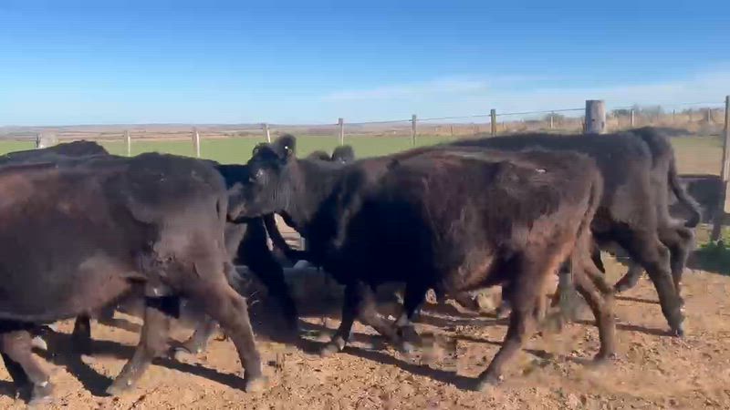 35 Vacas de invernada