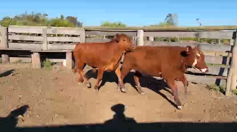 60 Terneros y Terneras