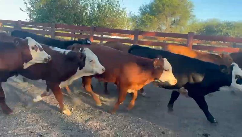 70 Terneros y Terneras