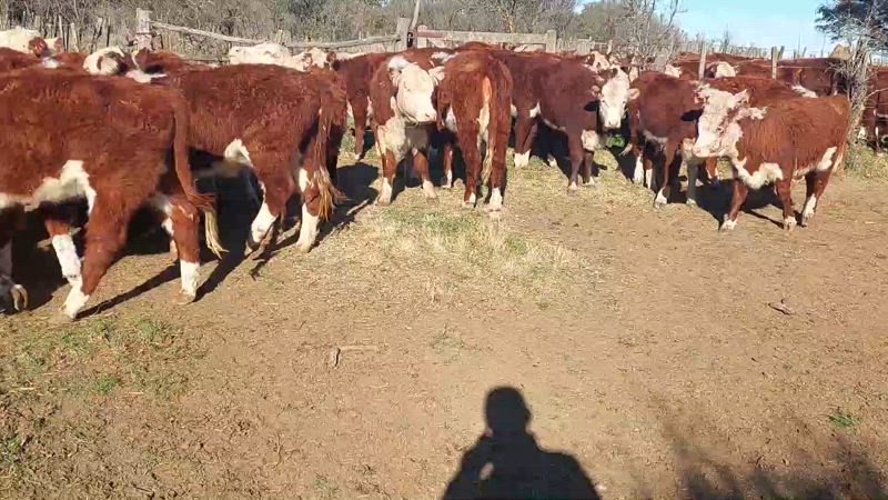 90 Terneros y Terneras