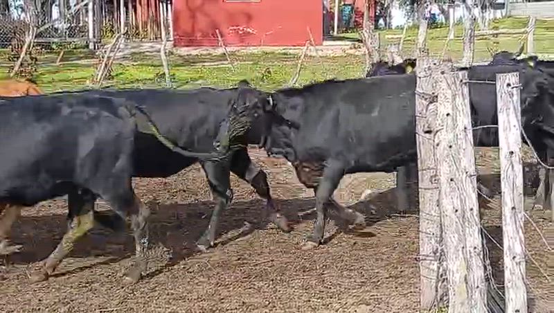 105 Vaquillonas Preñadas