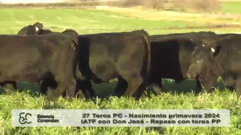15 Toros