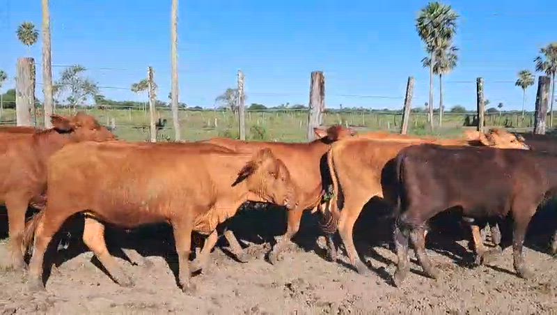 30 Vaquillonas para madre