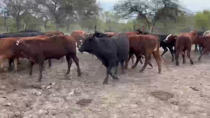 140 Terneros y Terneras