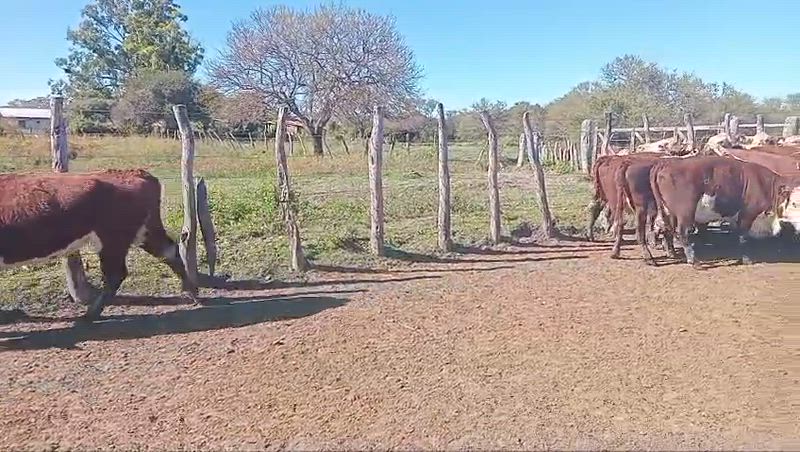 50 Vacas preñadas