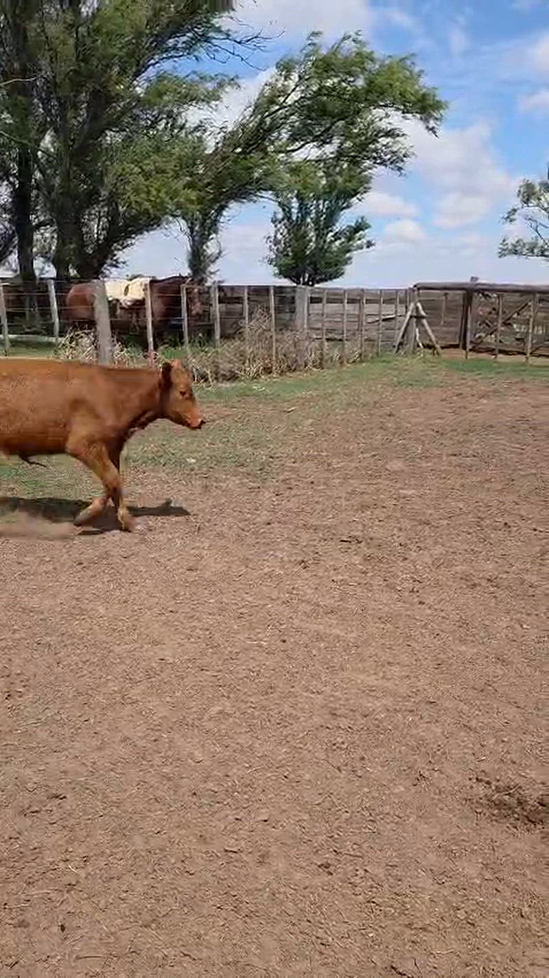 65 Terneros