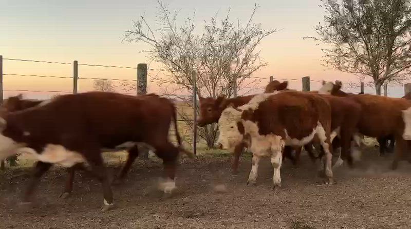 55 Terneros y Terneras