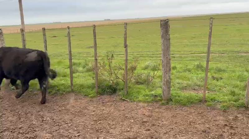 60 Terneras