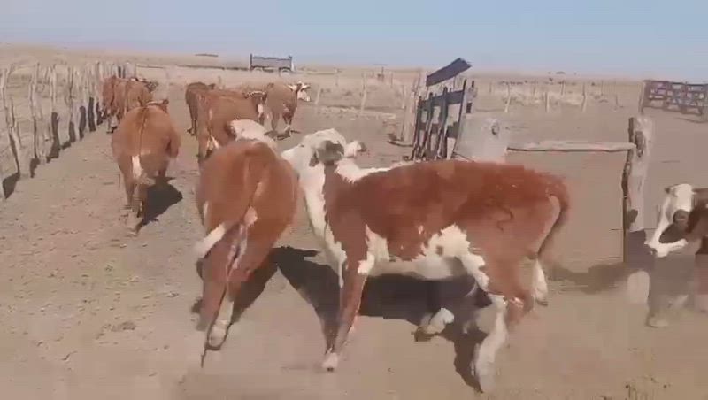 50 Terneras
