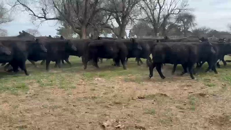 55 Vacas preñadas