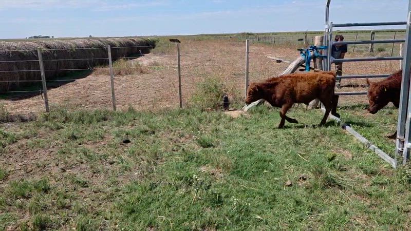 60 Terneros y Terneras