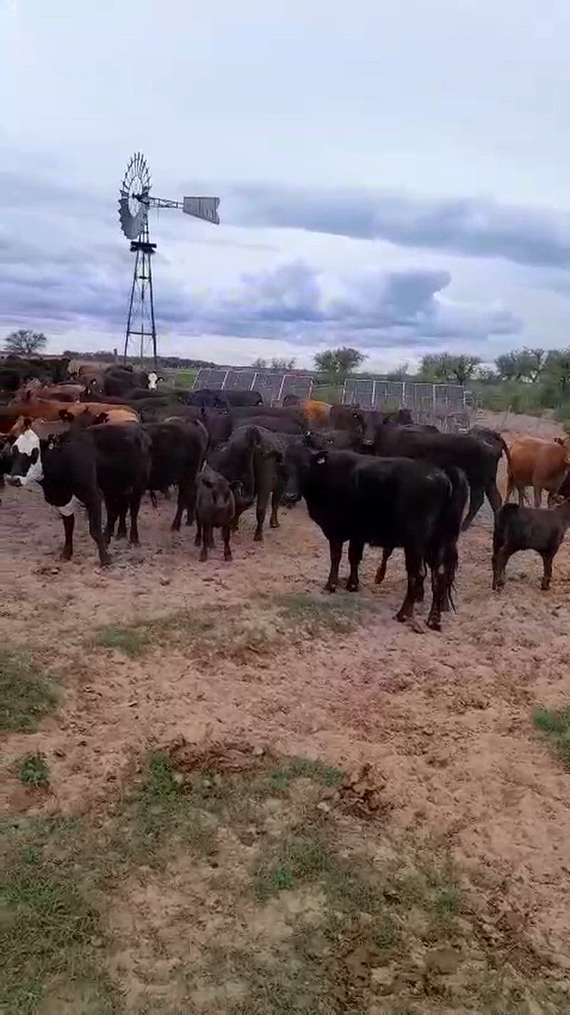 150 Vacas con cría