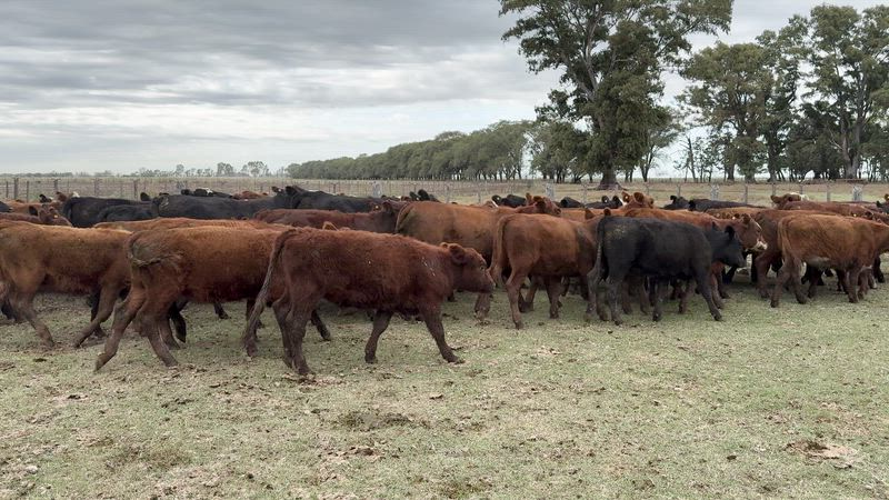 60 Terneros y Terneras