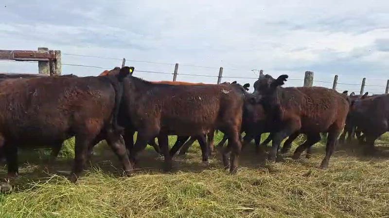 100 Terneros y Terneras