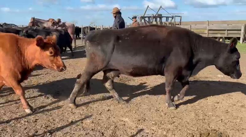 25 Vacas preñadas